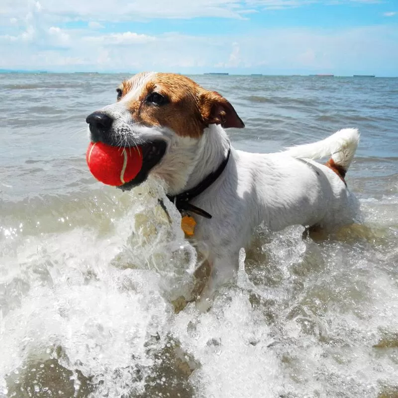 mix color dog tennis ball custom