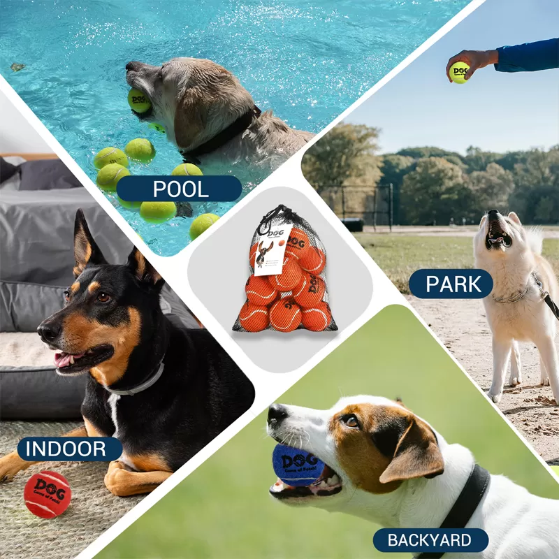 orange dog tennis ball home